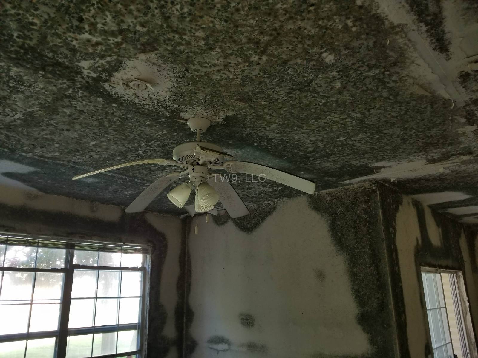 TW9, LLC - Mold Remediation